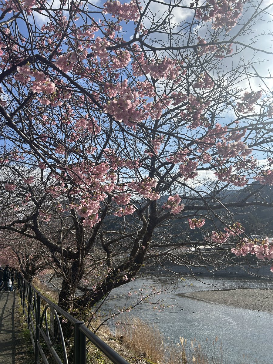 Harutan333333's tweet photo. 先週末、河津桜祭りに行ったの🌸
楽しかったなぁ☺️ https://t.co/QkyEMlE8YM