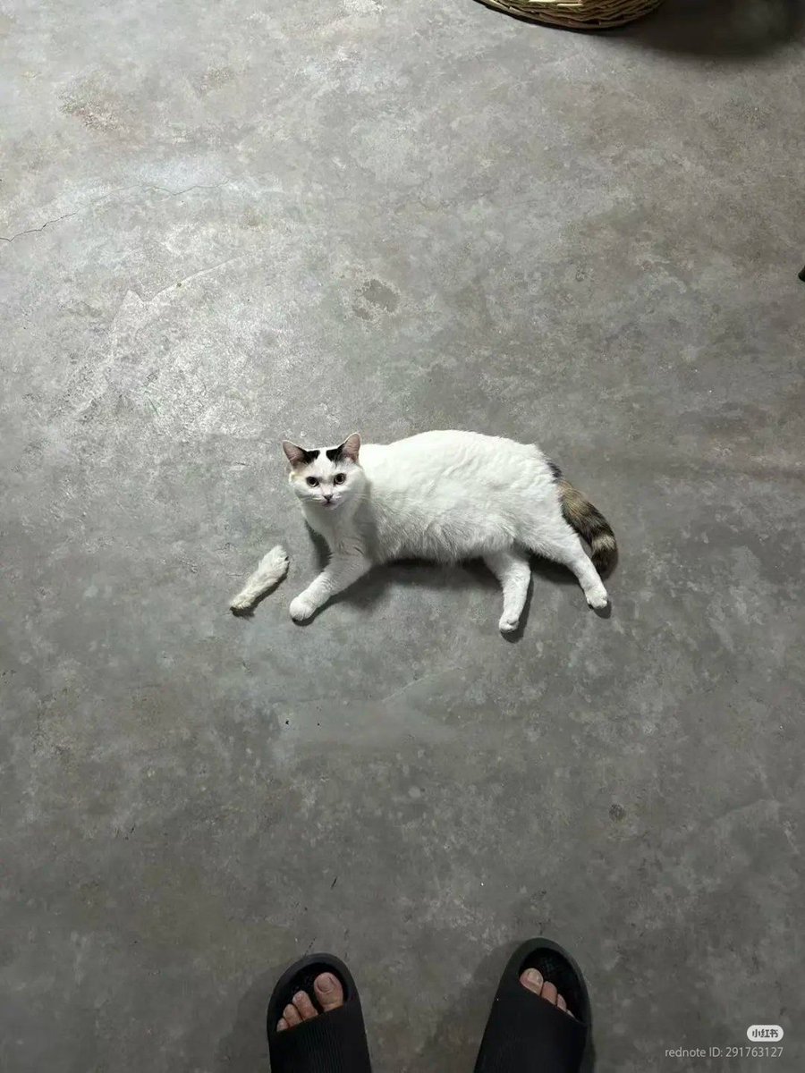 Posts Of Cats tweet media