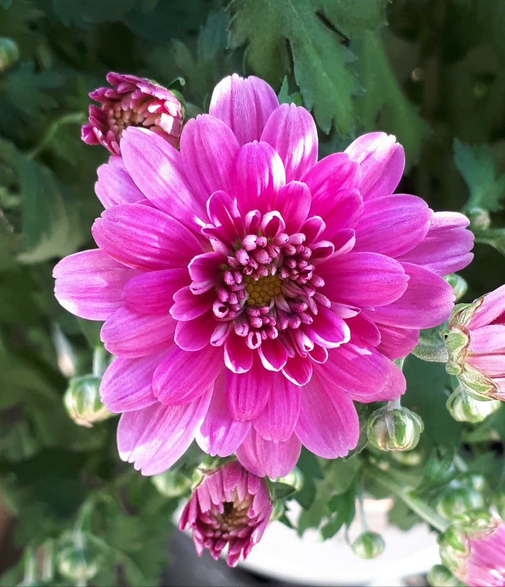 🌿🌺🌿🌺🌿🌺🩷🌺🌿🌺🌿🌺🌿
🌺🌿🌺Good morning 
             Enjoy your Tuesday 🌺🌿🌺
🌿🌺🌿🌺🌿🌺🩷🌺🌿🌺🌿🌺🌿