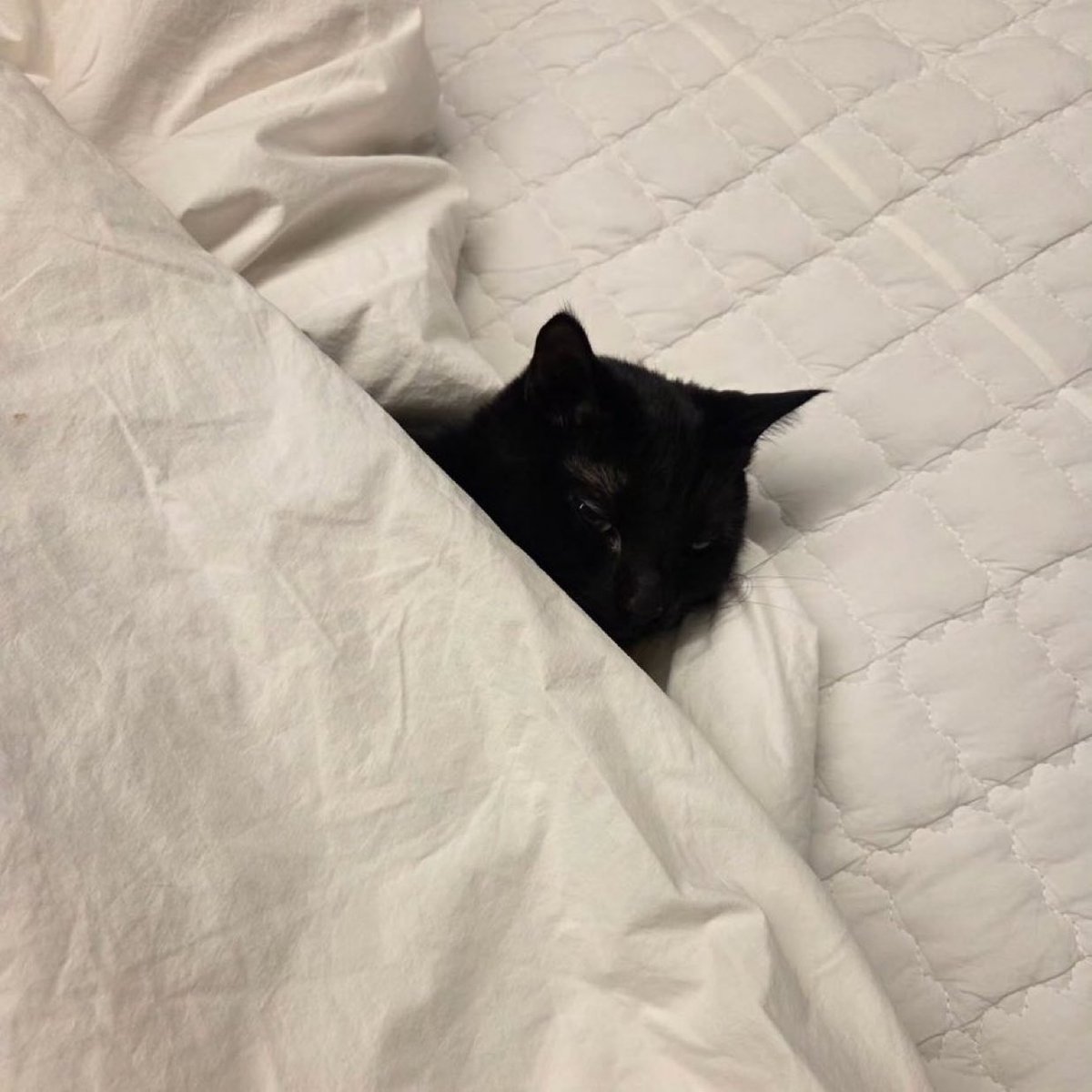 kedi babası yoongis💔💔💔 yavrusunu sarıp sarmalamış yatağa yatırmış çok fenayım