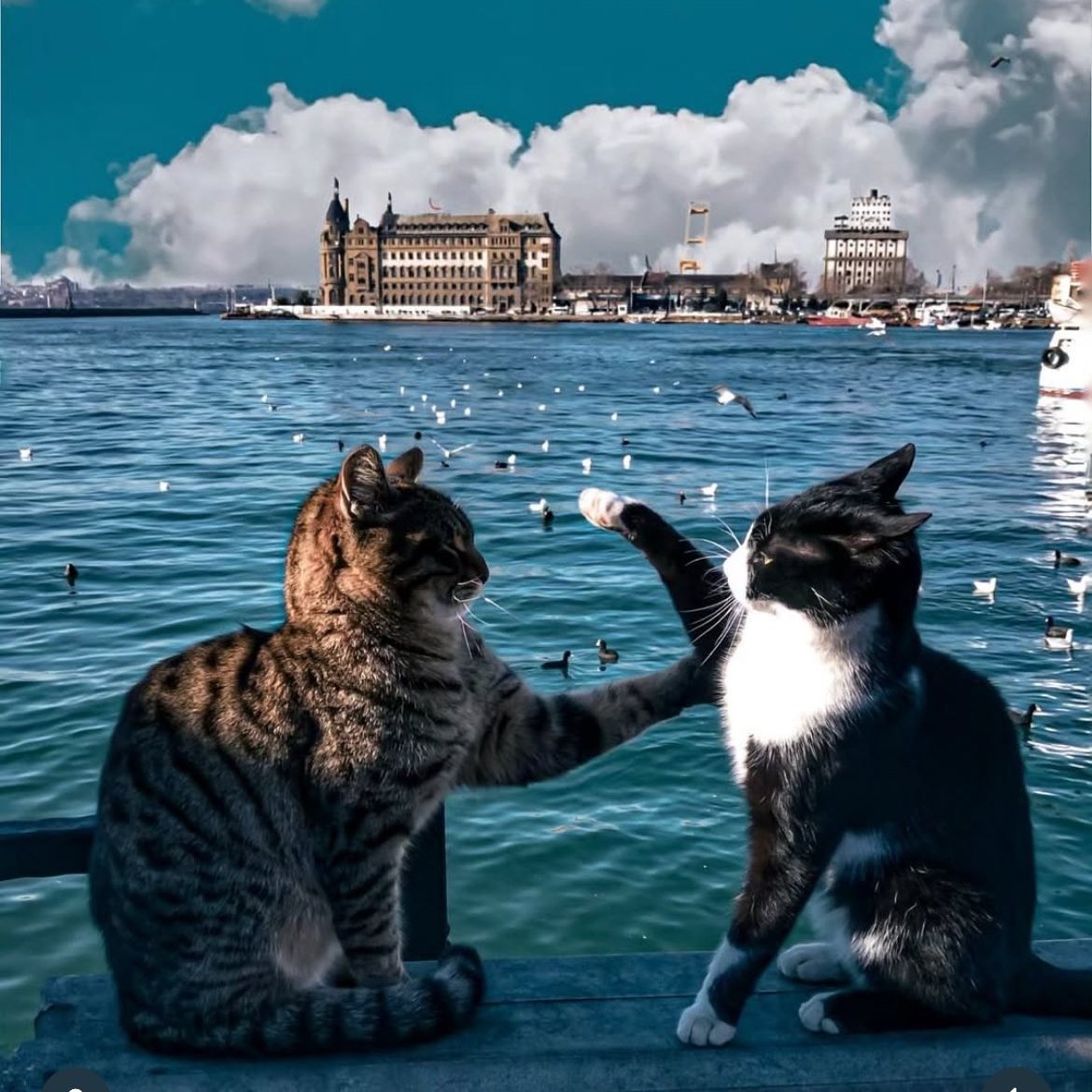 Hiçbir hayvanın yaşam hakkı olmayan bir ülke de ''17 Şubat Dünya kediler günü'' nü  kutluyor olmak bi saçmalıktan ibarettir. Bütün günlere karşıyım vırt günü zırt günü... Hayvanlara Dokunulmazlık verilip yaşam haklarına saygı gösterilirse  belki bugünün gerçek manada   bir anlamı