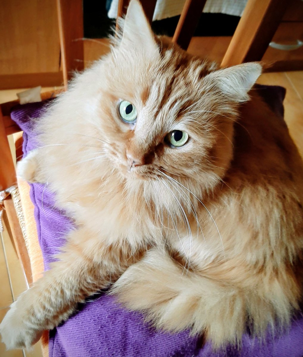 "Non conosco la ricetta 
per la felicità : 
ma sono abbastanza 
sicura che includa un gatto"

#GiornataNazionaleDelGatto
#17febbraio

📸Miele❤🐾