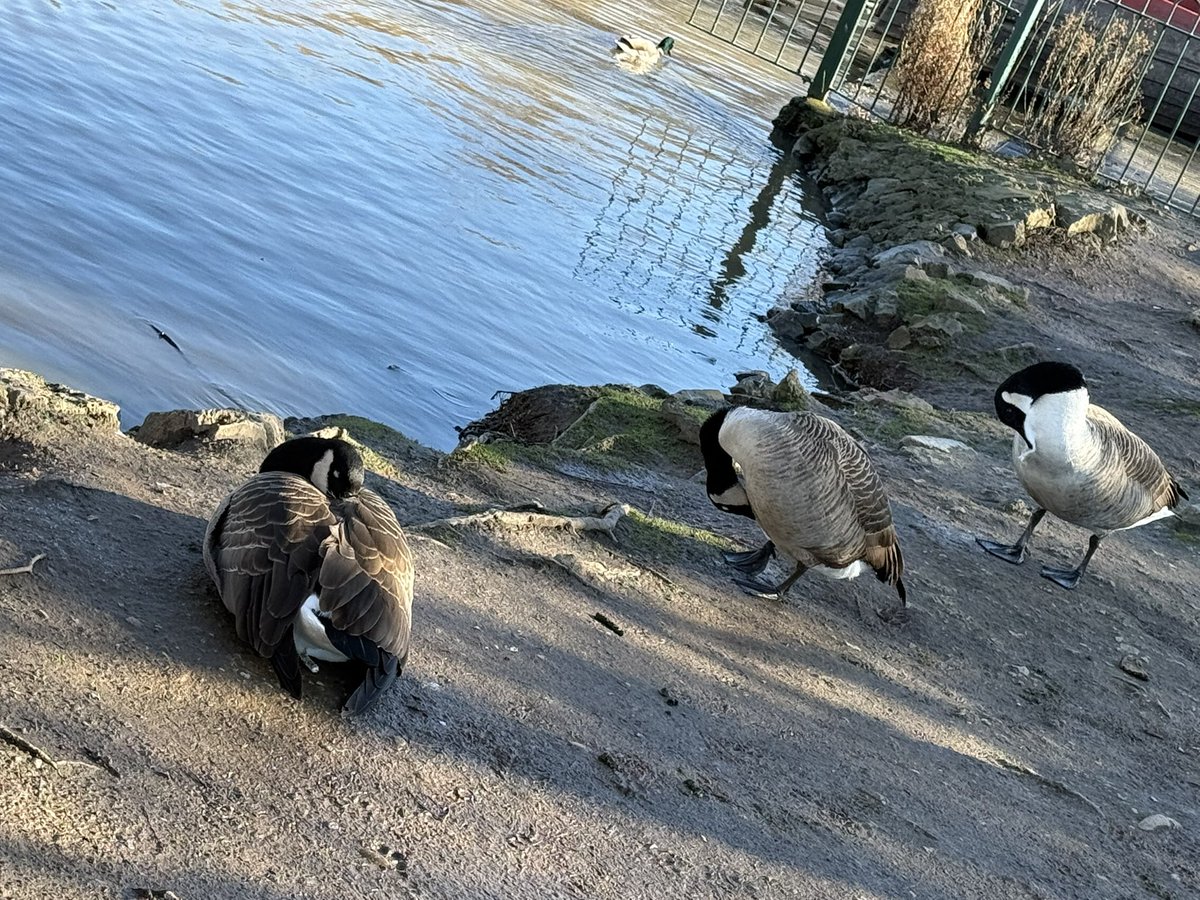 eusiamea's tweet photo. Beautiful birds endured the winter. ❄️🦢🪿🦆❤️ https://t.co/JrxHlcbV5s