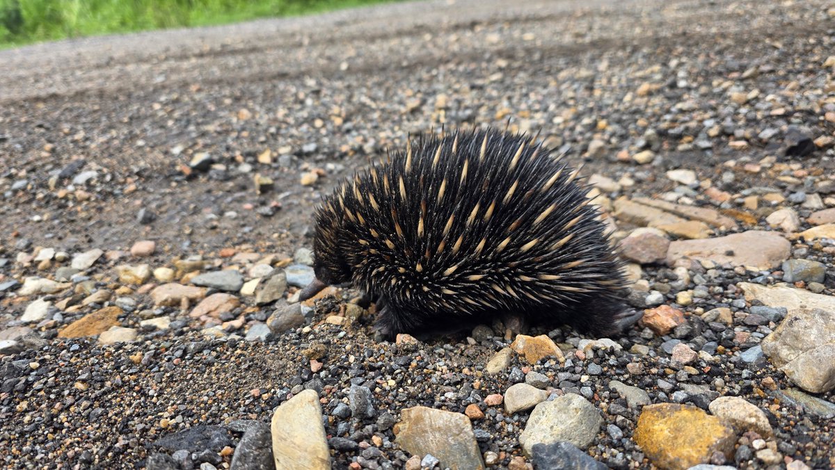 Bunjee_Ch's tweet image. I found this lil stabby boi ❤️