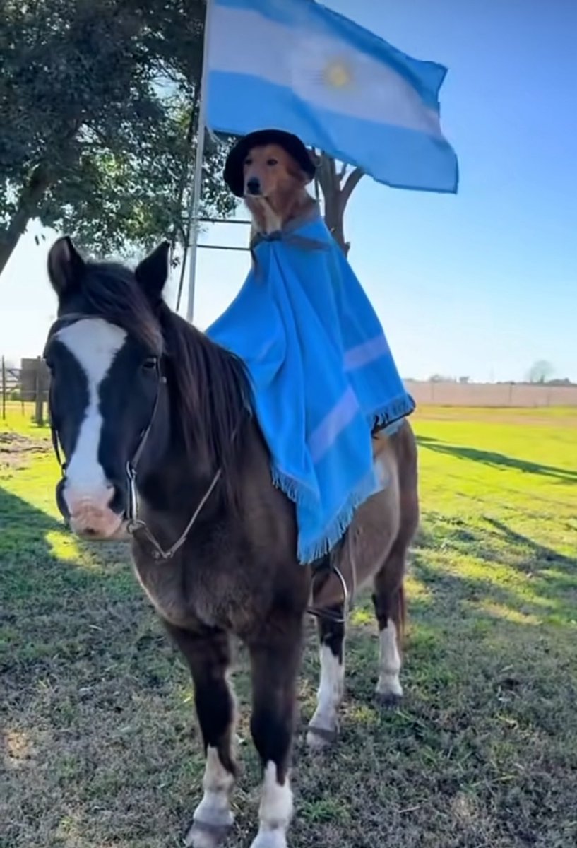 You ever seen a dog advocating for world peace while riding a horse? 
And no it's not AI he's actually on the horse $Preguntale