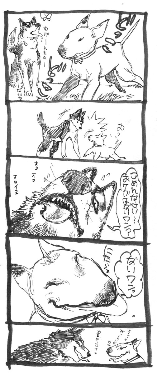 ハスキー ブルテリア 