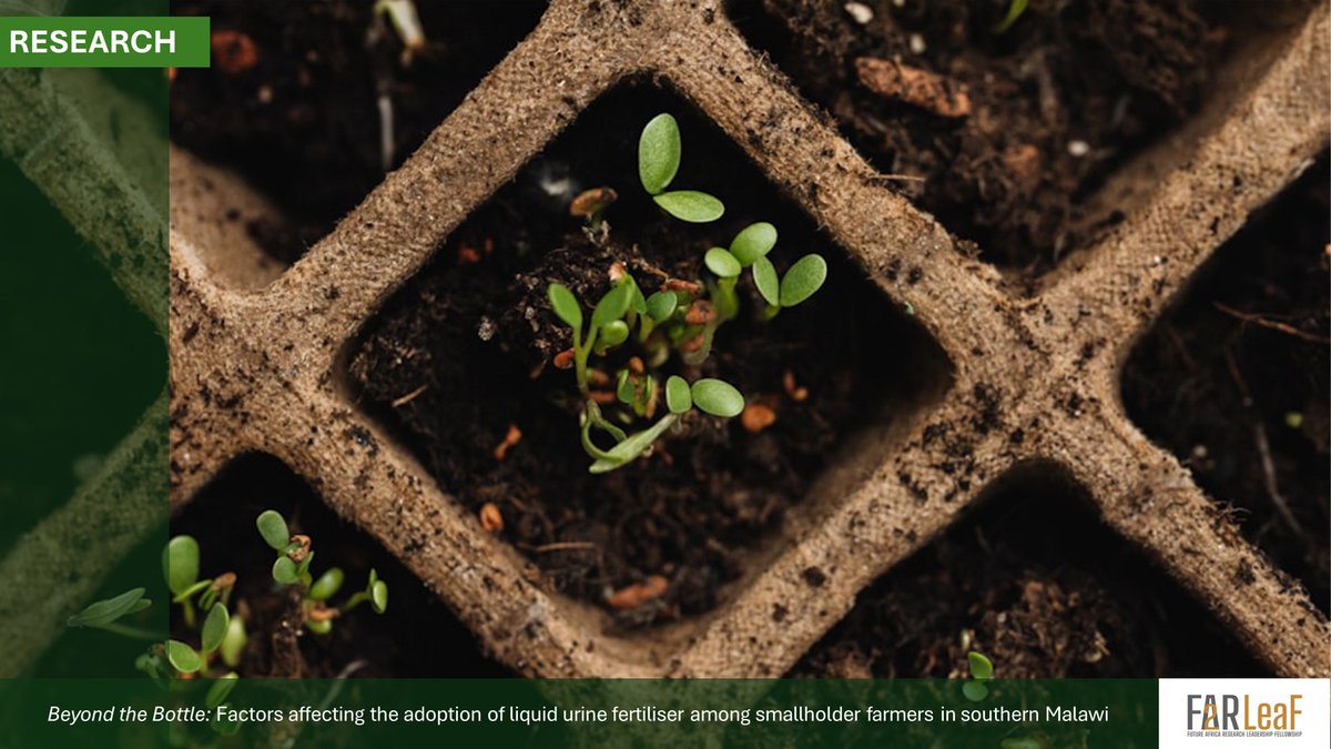 farleaf_UP's tweet photo. Malawi | If we can clear the stigma and remove the smell, we can use human urine as agricultural fertiliser. 

What do farmers think?

🌱 Read more: https://t.co/Kj8GmTrYcZ 

#bioeconomy #smallholderfarmers #SustainableLiving  #agriculture #fertilizer #farleaf