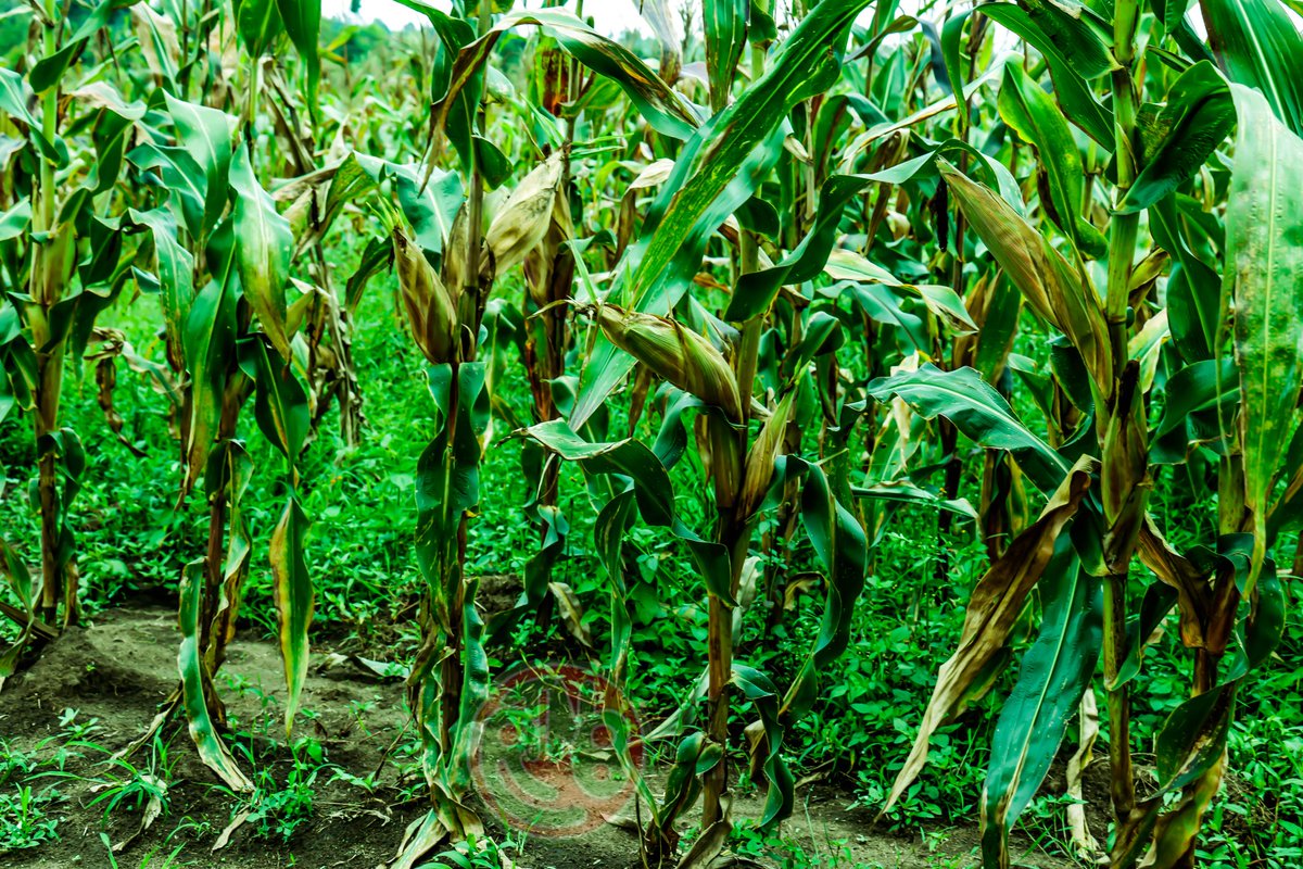 RTNBurundi's tweet image. #Burundi – Agriculture : Les agriculteurs appelés à privilégier les semences locales de maïs 

Les agriculteurs burundais sont invités à planter des semences locales de maïs produites au #Burundi. Cet appel a été lancé par l’Administrateur de la Commune de #Muyinga, Amédée