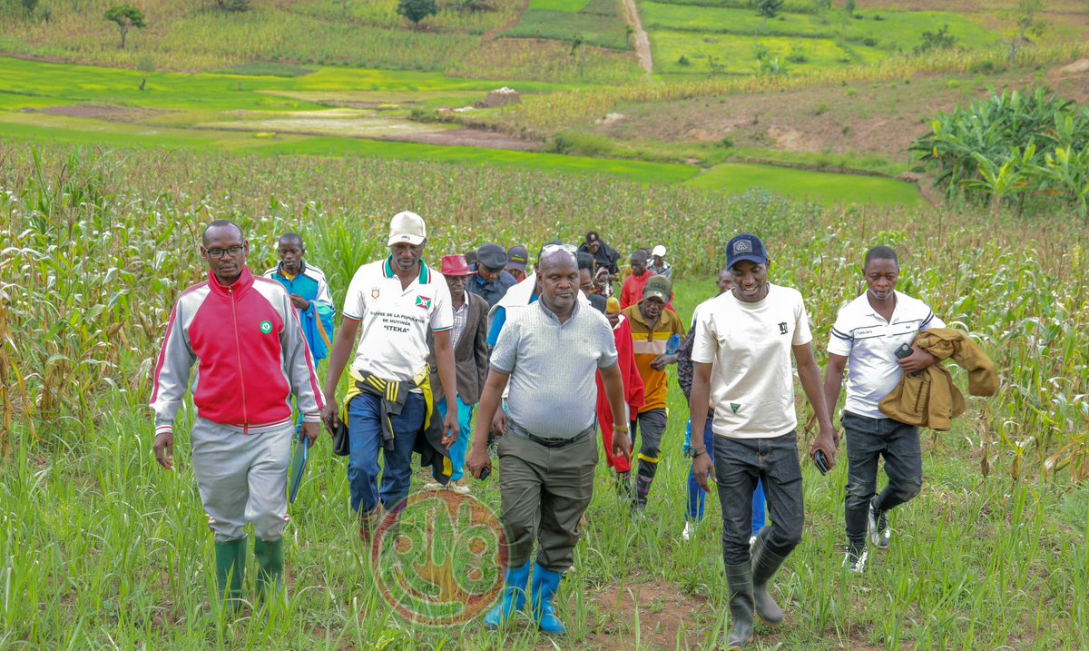 RTNBurundi's tweet image. #Burundi – Agriculture : Les agriculteurs appelés à privilégier les semences locales de maïs 

Les agriculteurs burundais sont invités à planter des semences locales de maïs produites au #Burundi. Cet appel a été lancé par l’Administrateur de la Commune de #Muyinga, Amédée