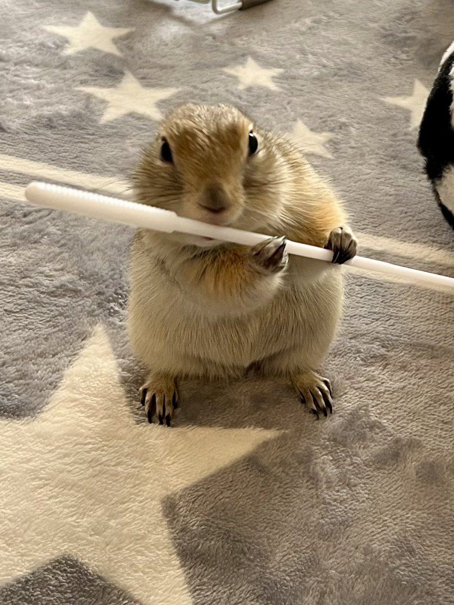 🐿️推して参るっ！

#リチャードソンジリス