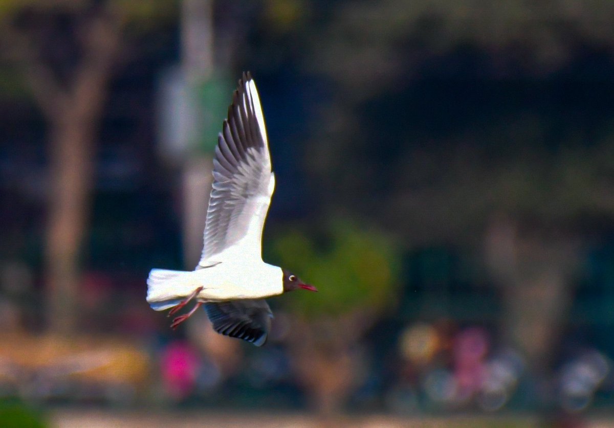 Manish Shukla tweet media