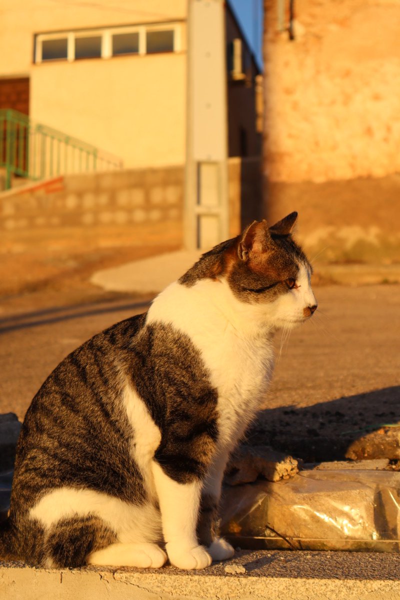 Amaneceres gatunos 📸🧡