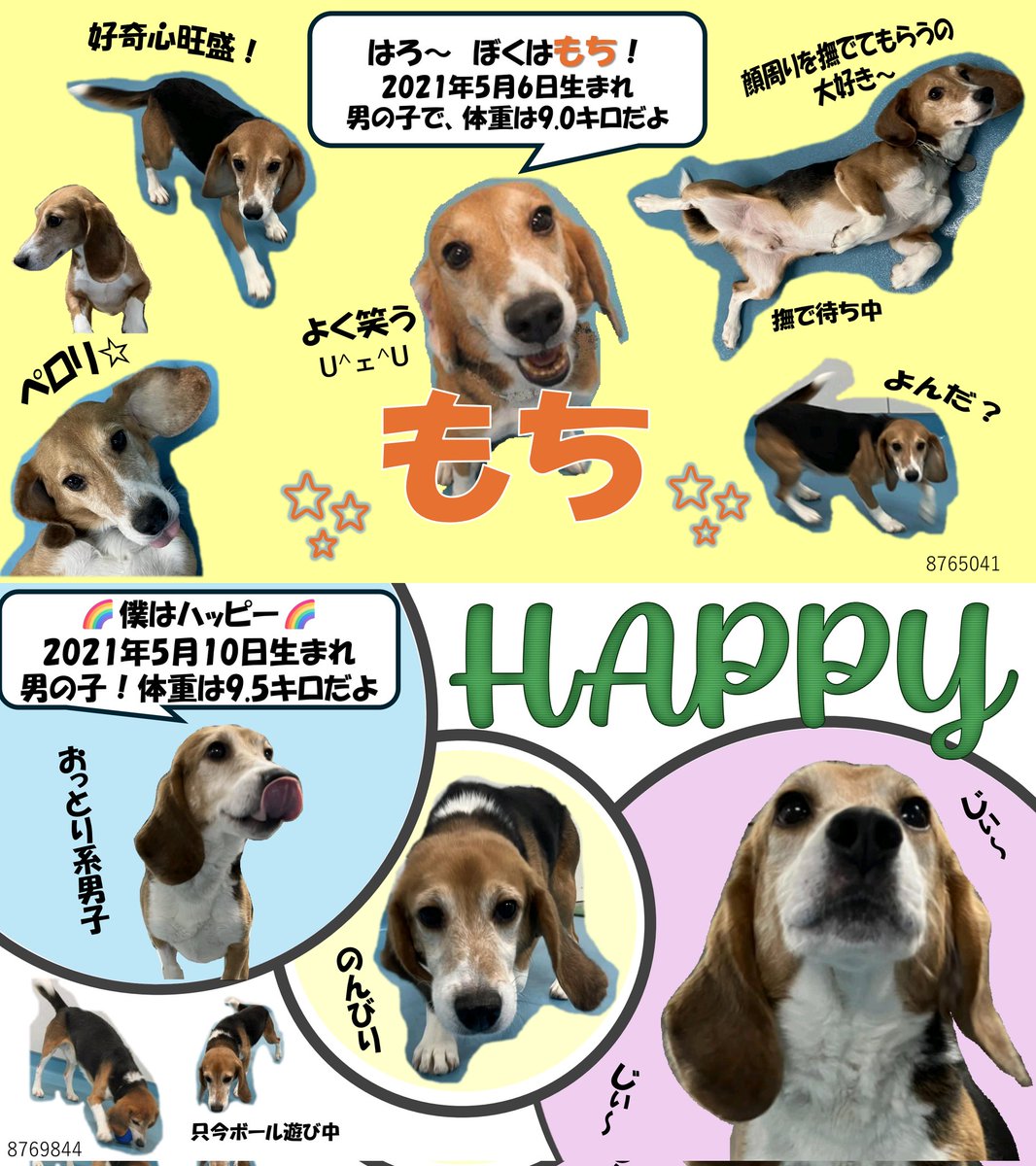 ohanasann_msb's tweet photo. 【募集】実験動物引退ビーグル犬の里親さん

現在、４頭のビーグルさんが実験のお勤めを終了し、外の世界での里親さんを募集しています。ビーグルの割には大人しく、小さめの子たちです🐶避妊手術ならびに室内飼いが推奨されていますが、その他条件はありませんのて、ご興味ある方はご連絡ください。 https://t.co/xLNkJzU8Wi