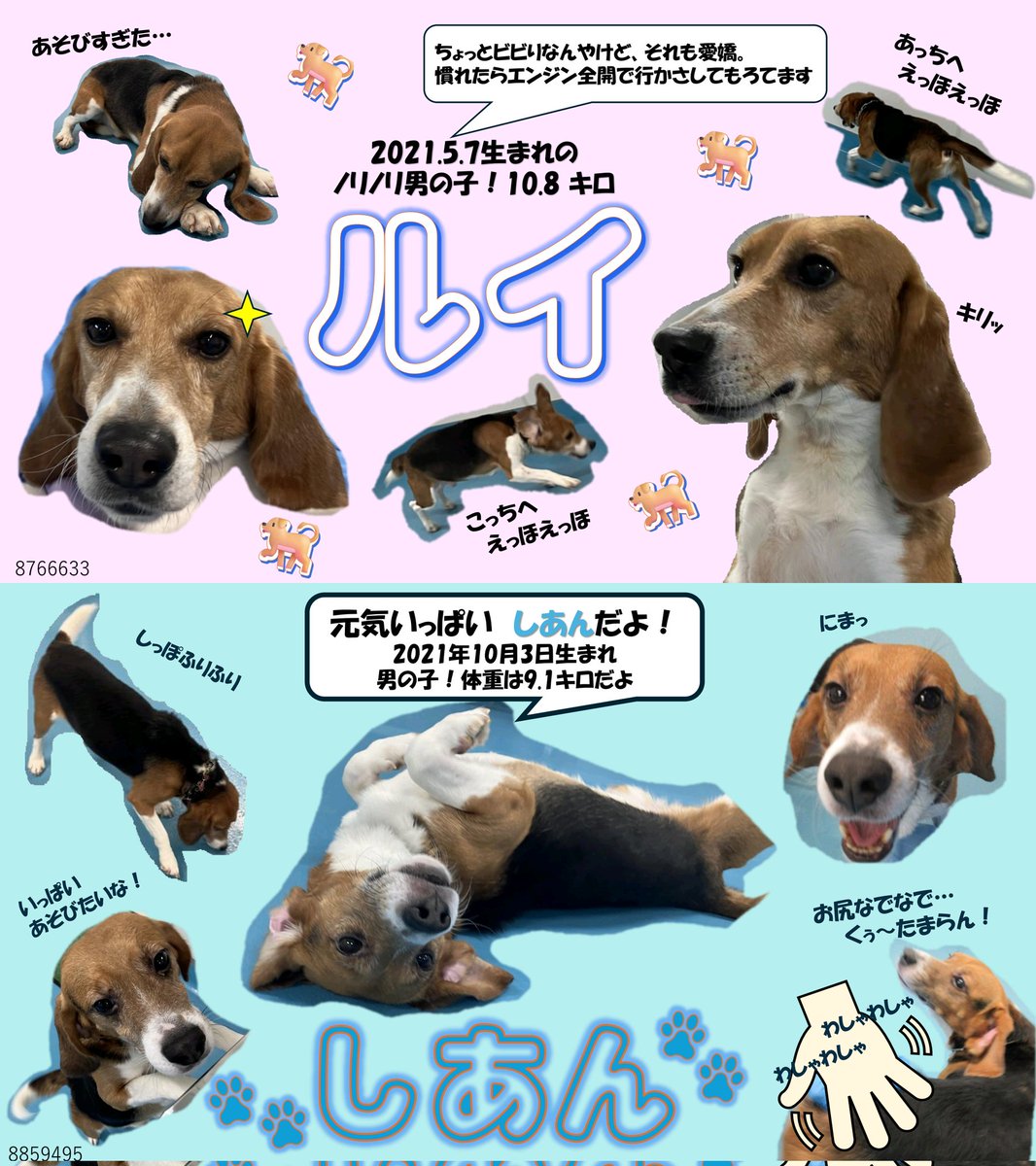 【募集】実験動物引退ビーグル犬の里親さん

現在、４頭のビーグルさんが実験のお勤めを終了し、外の世界での里親さんを募集しています。ビーグルの割には大人しく、小さめの子たちです🐶避妊手術ならびに室内飼いが推奨されていますが、その他条件はありませんのて、ご興味ある方はご連絡ください。