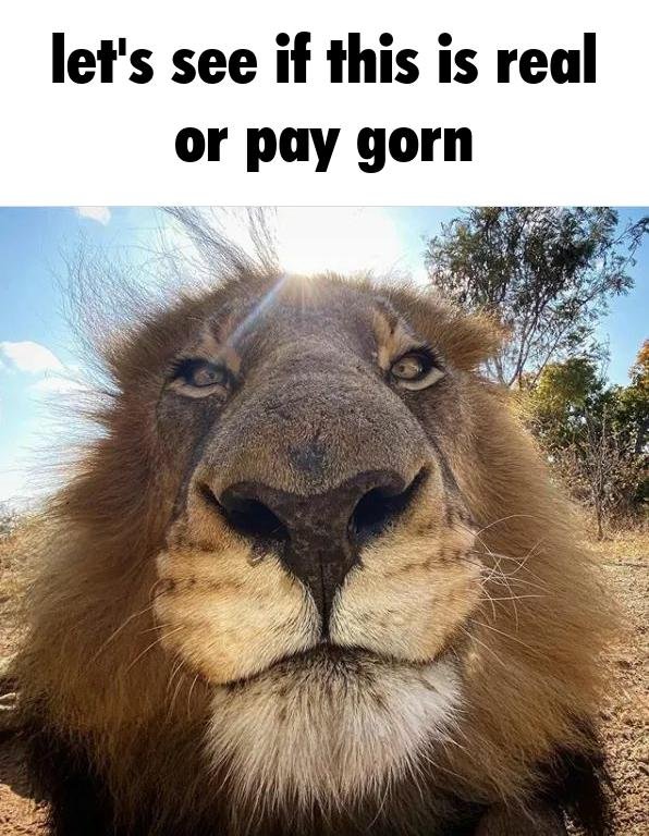 LevBoy Max (@javidpecjob) on Twitter photo 