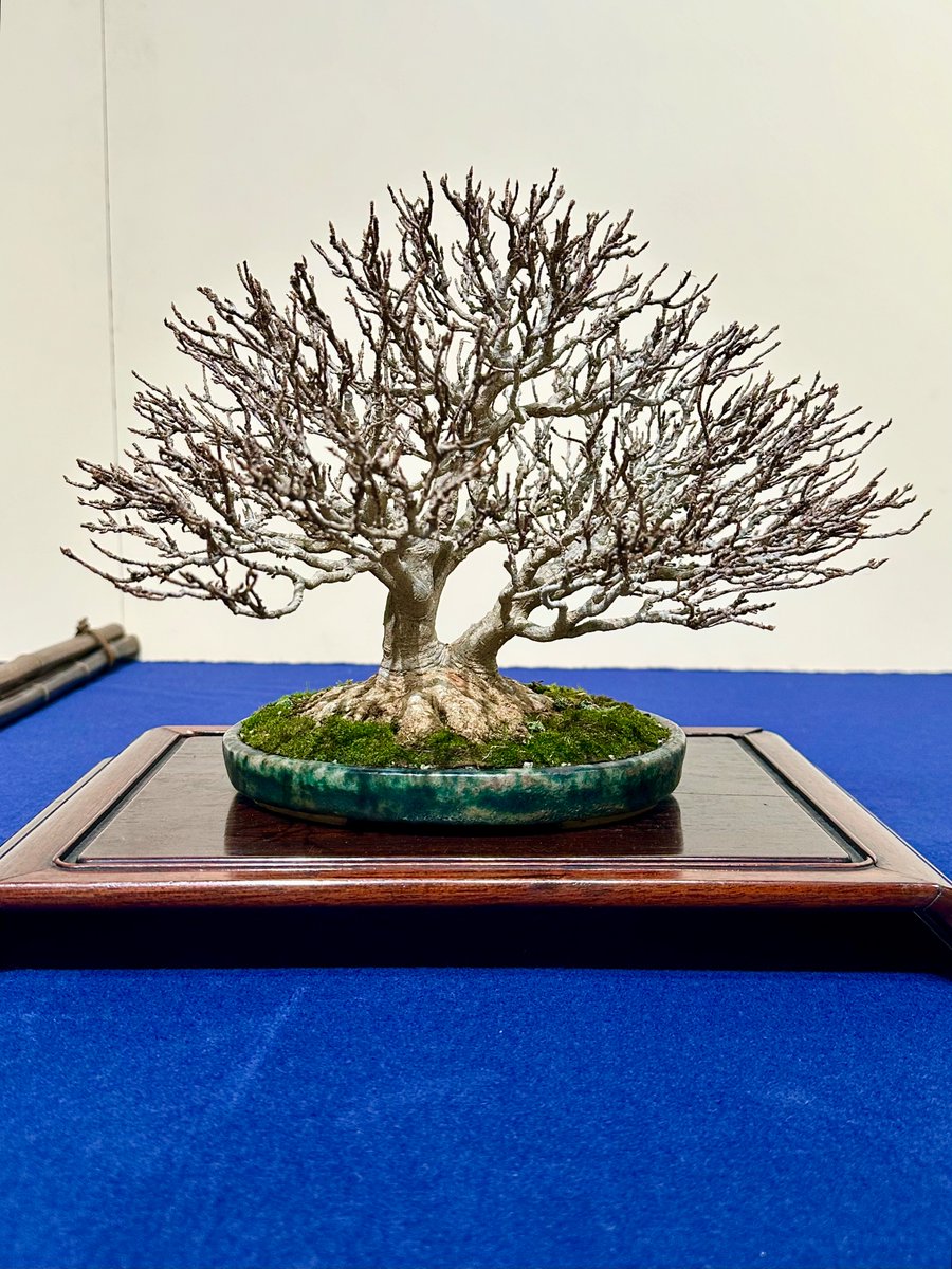 夕方からの仕事がなく、再度、上野に。

田中の選ぶ今回の一等はこれです。黒松の樹形とバランス。受けとなる東福寺の安定感と鉢合わせの妙味。草は赤味と蕗蒲公英の黄味を入れて涌泉の青で締める。空間支配の計算も含めてほぼ完璧。タンポポ満開ならなおよし。