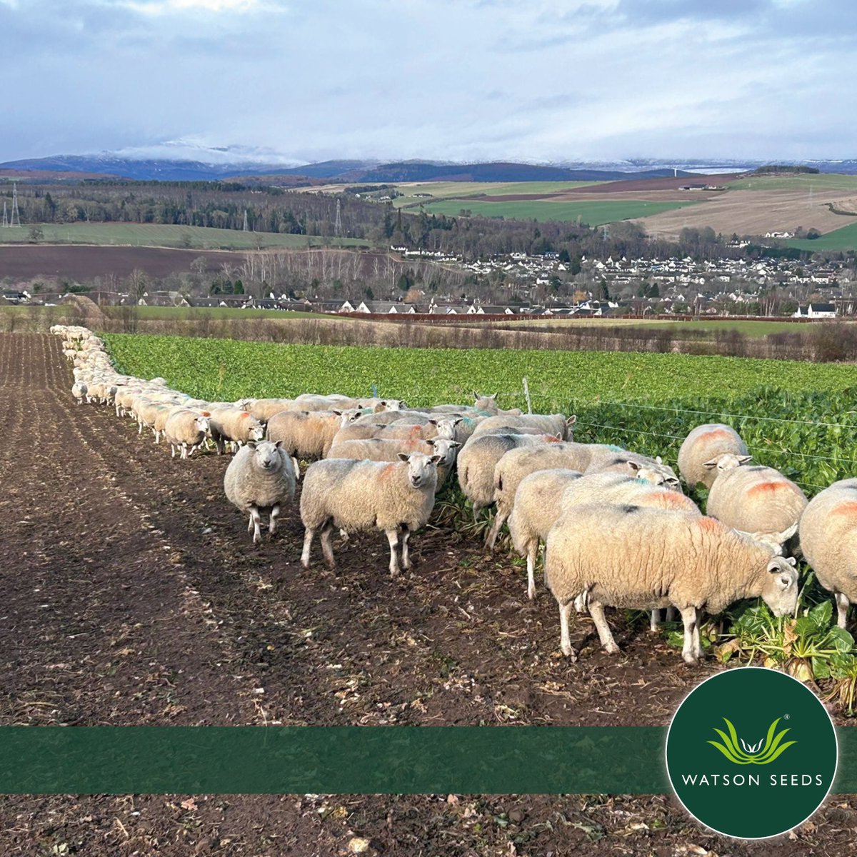 Watson Seeds tweet media