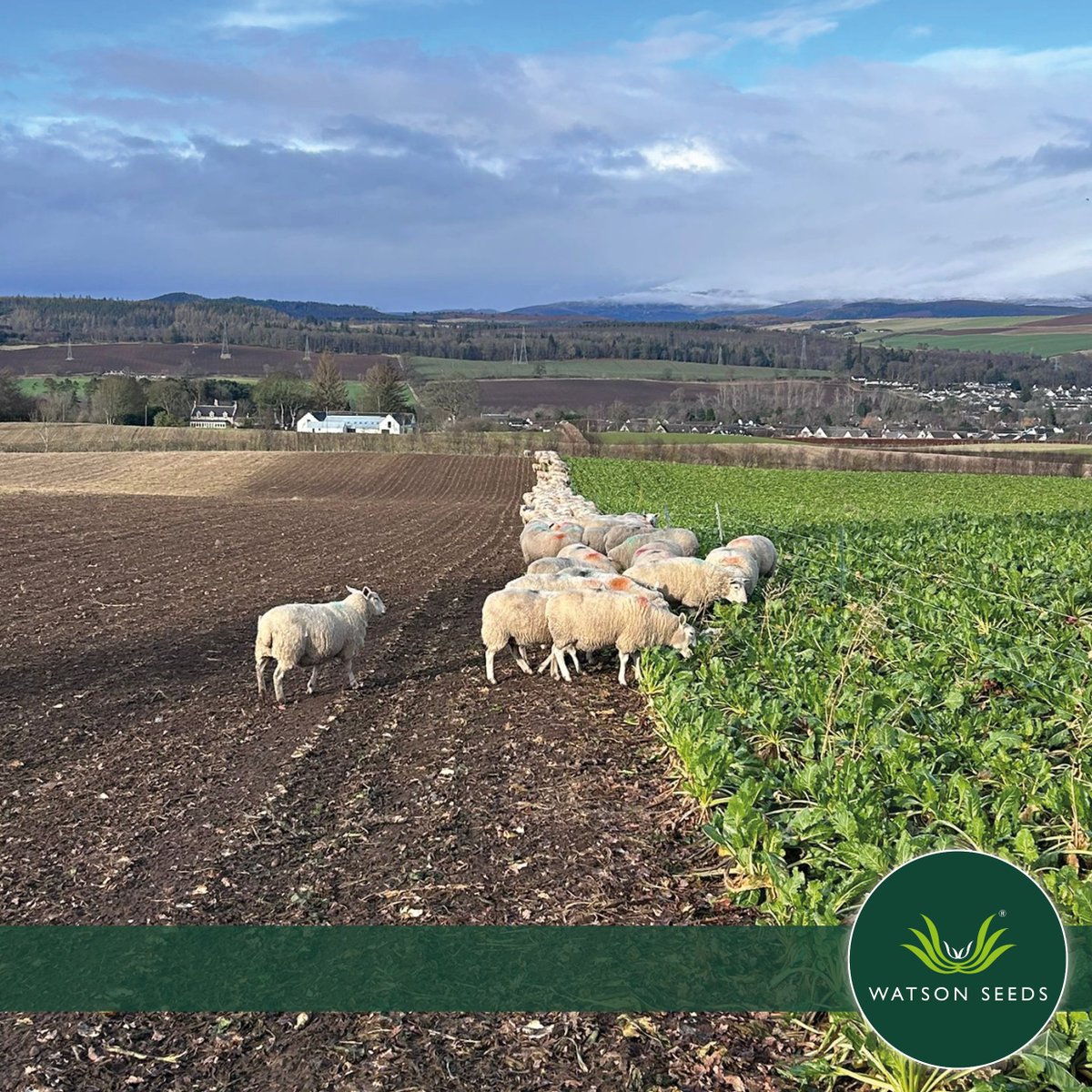 Watson Seeds tweet media