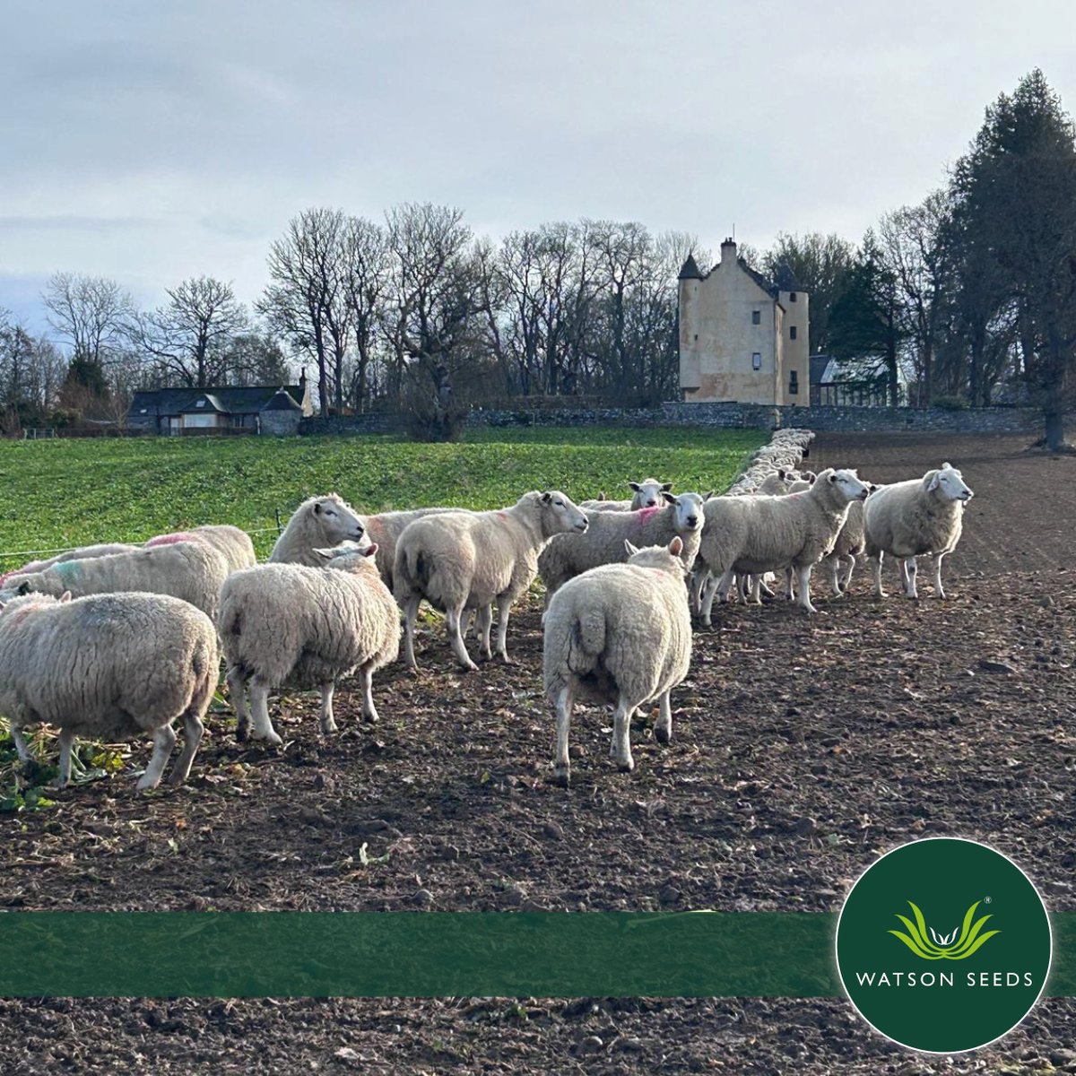 Watson Seeds tweet media