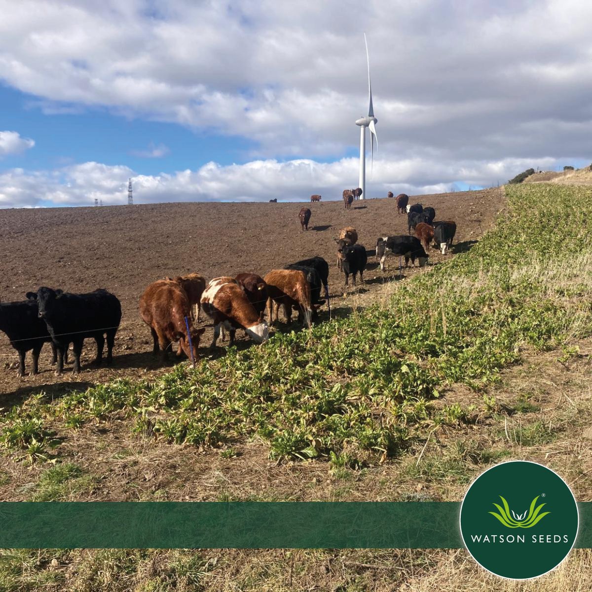 Watson Seeds tweet media