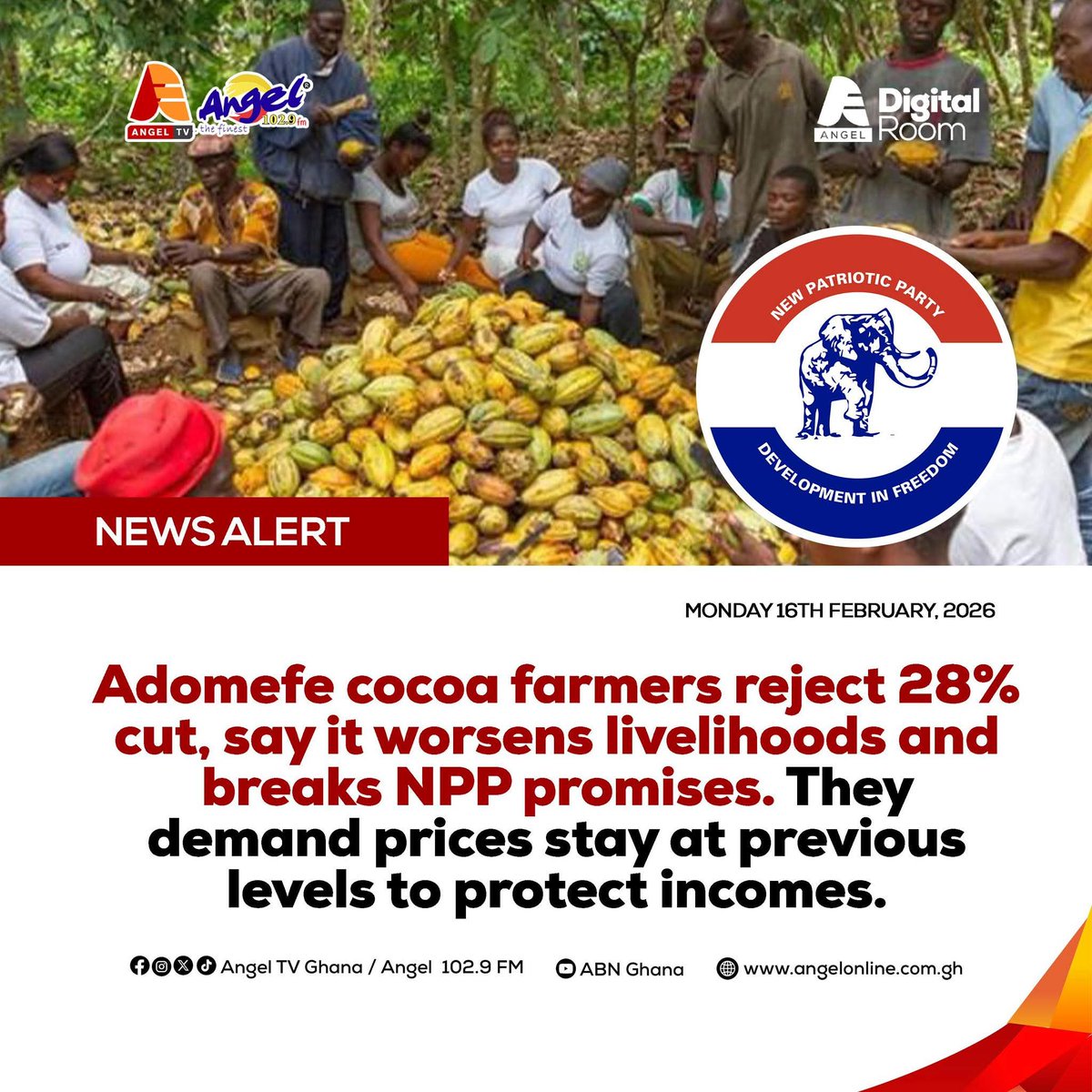 Angeltv_Gh's tweet photo. Adomefe cocoa farmers reject 28% cut, say it worsens livelihoods and breaks NPP promises. They demand prices stay at previous levels to protect incomes.

#AngeltvGhana #QuickBulletin https://t.co/ful6OsfLO3