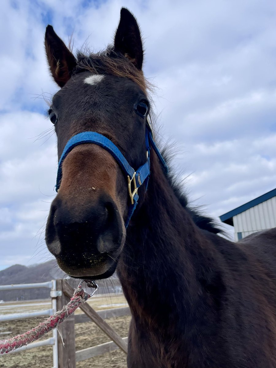 ami_nsym's tweet photo. 今年の２歳馬、１歳馬、当歳馬を見に
中の人は北海道へ┌( ^o^)┘

ニシノアモーレの2025 ♂
父イクイノックス

綺麗なお顔をしています✨

大きくなったね！健やかに育ってね。
たのしみにしているよ！ https://t.co/8a4KgSrBWT