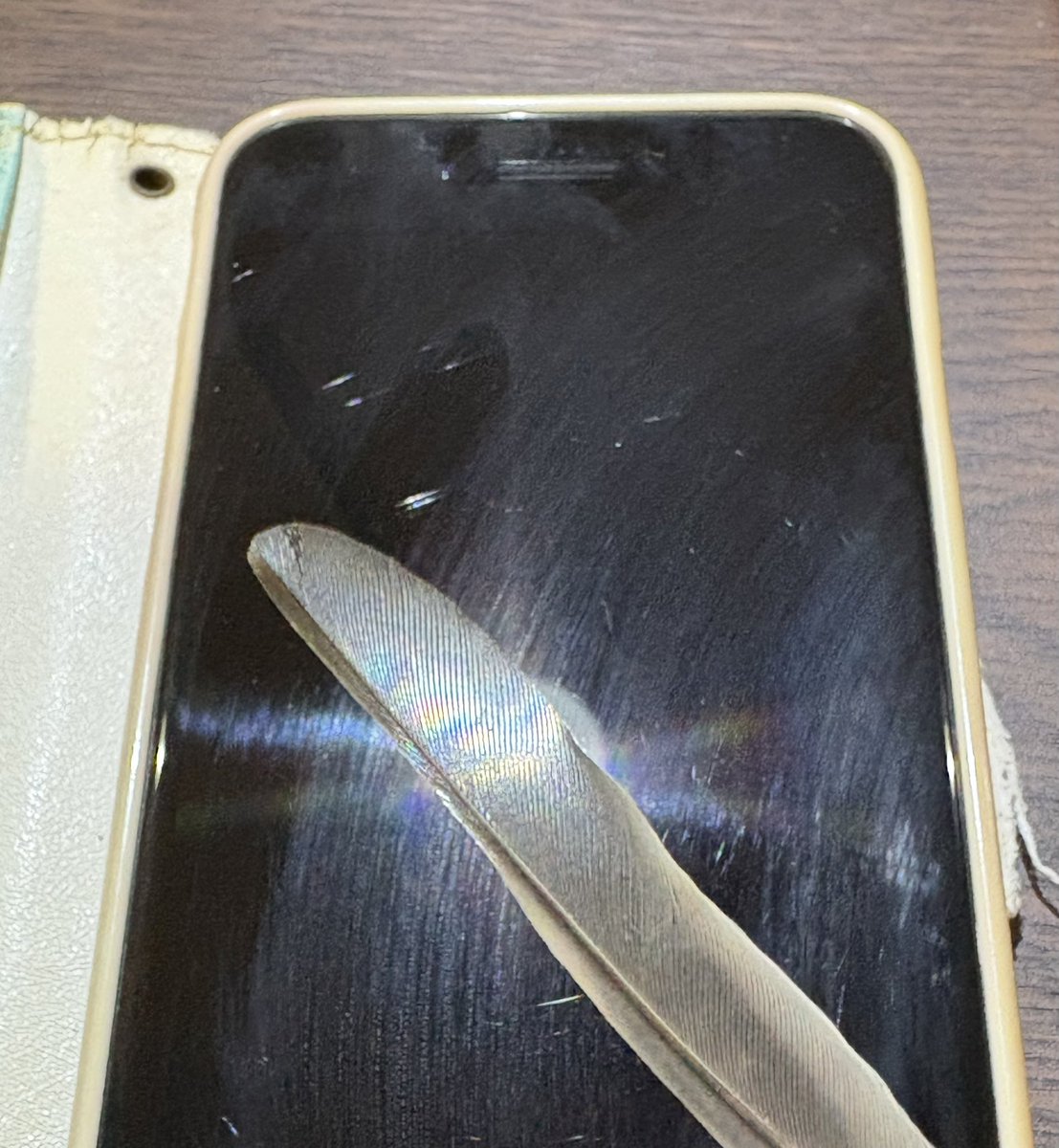 ふと羽根をスマホの反射光にかざしたら虹色になってきれいだった　なんで虹色に光るんだろう……