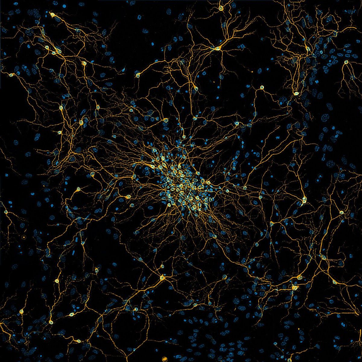 ibidi GmbH tweet media