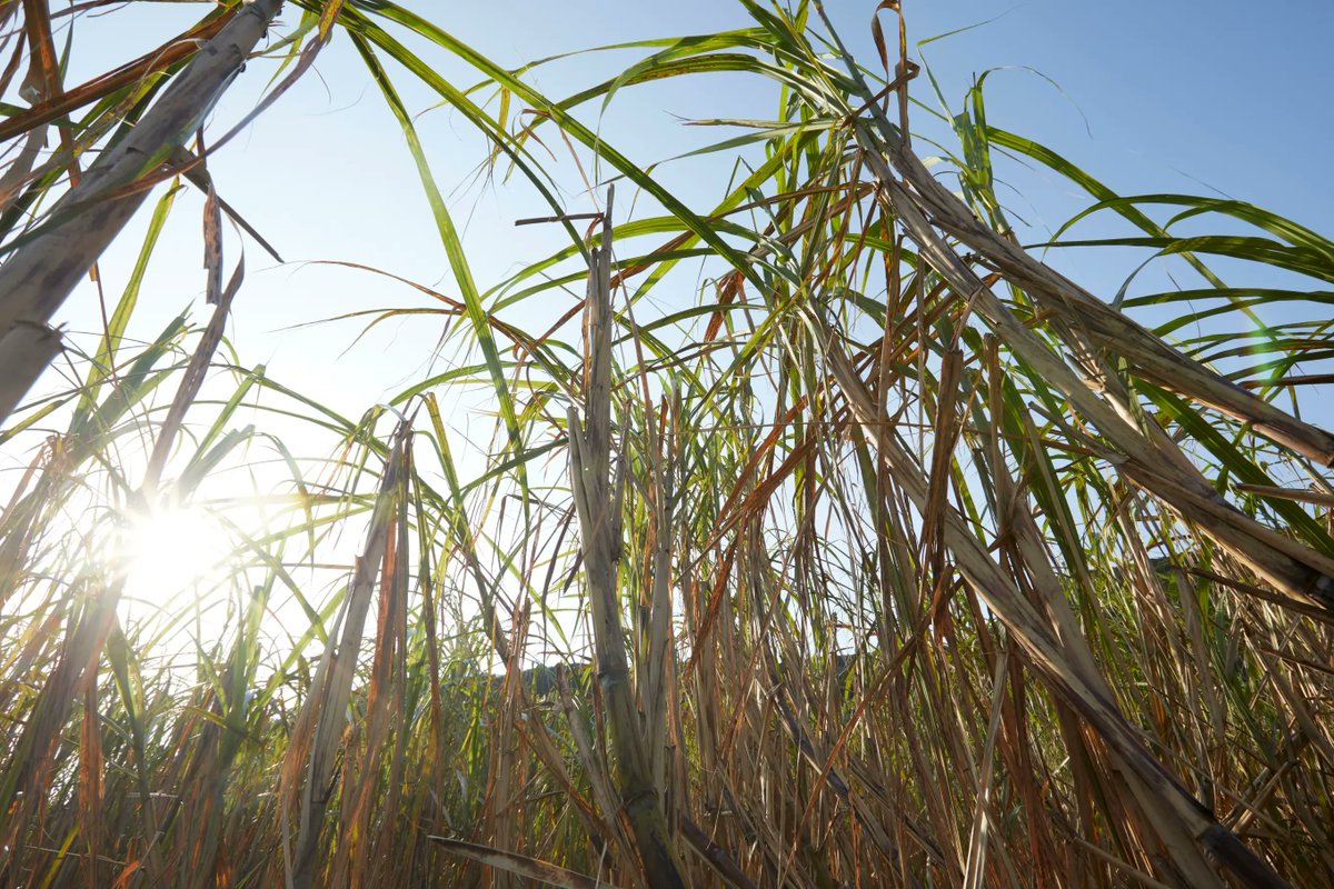 黒糖焼酎れんとの奄美大島開運酒造【公式】 tweet media