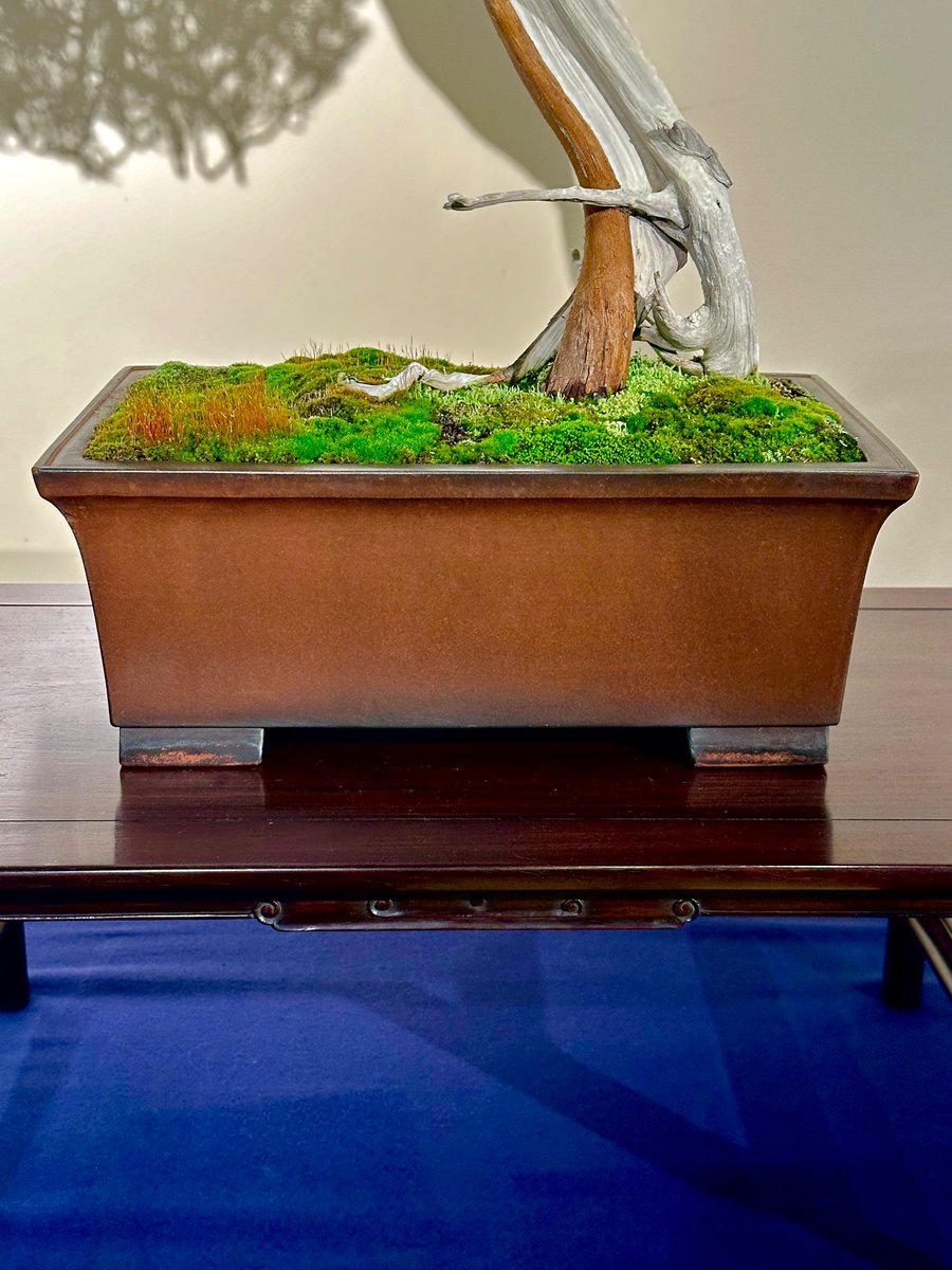 鉢単体で良かったものは２点

花梨の入った東福寺緑釉長方
真柏の入った蕭紹明製紫泥長方

それぞれ300〜400万円という相場ですかねぇ。羨ましい限りだよ。