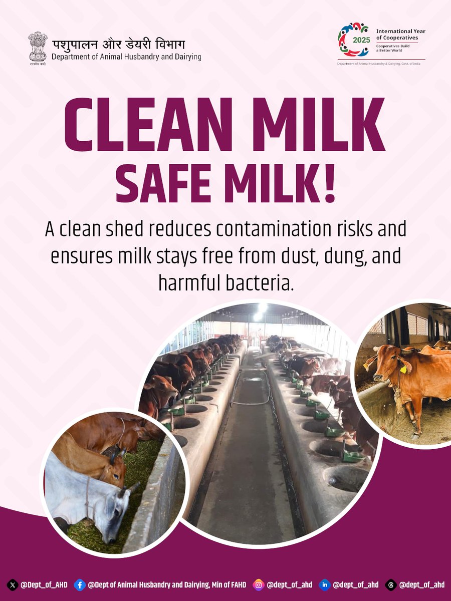 Dept_of_AHD's tweet photo. Maintaining a hygienic shed is one of the simplest yet most effective steps to ensure safe, high-quality milk.

A clean space reduces contamination, keeps harmful bacteria away, and protects both animal health and consumer safety.

#CleanMilkSafeMilk
#DairyFarming
#AnimalHusbandry