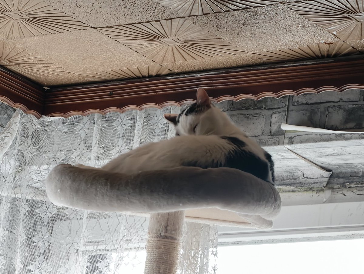 Gregor G. tweet media