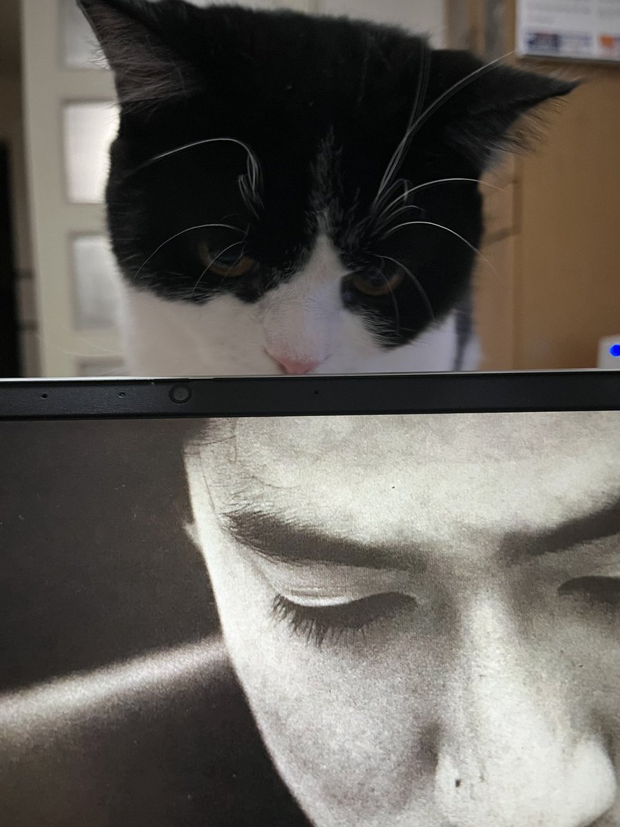 邪魔しないでください(笑) #猫のいる暮らし