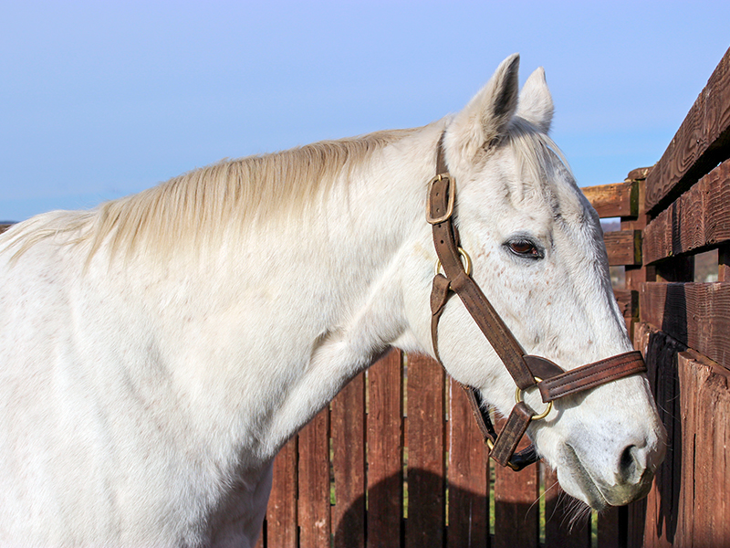 馬とね子 (@nekotouma88) / Posts / X