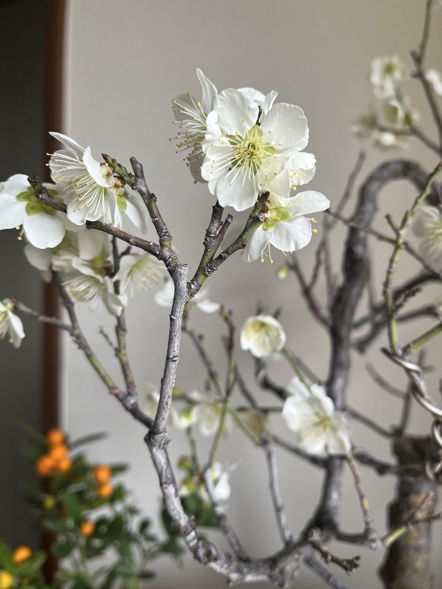 春ですね🌸良い香り☺️