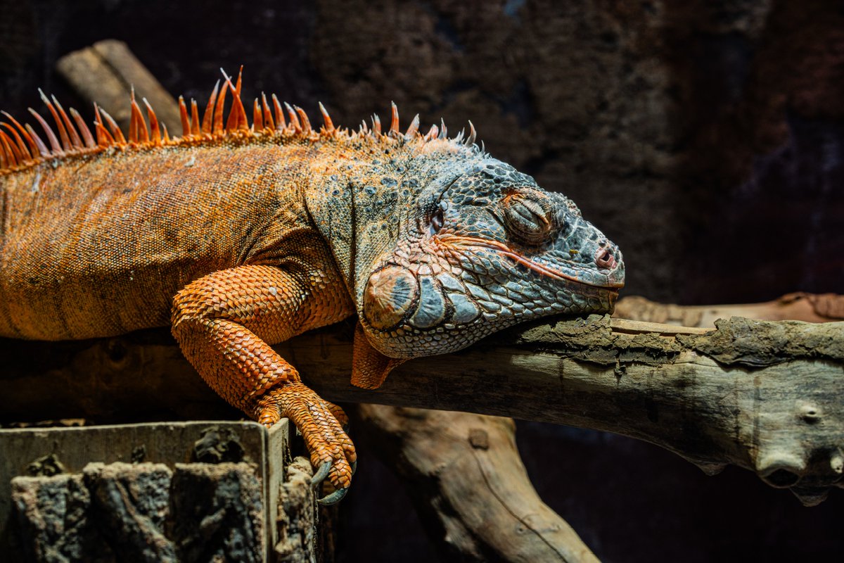 EitoCamera's tweet image. とろとろホッペ

#マクセルアクアパーク品川