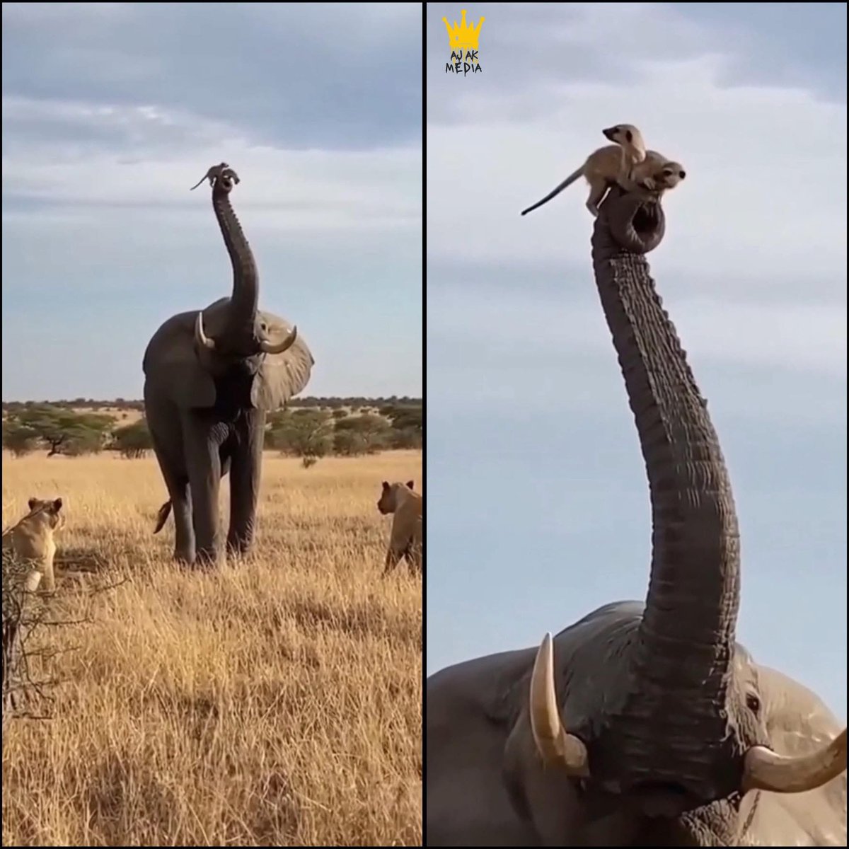 Jumbo the Elephant Saves Meerkats Again

A photo going viral for the second time this month shows Jumbo the elephant doing something park officials say he has become known for. Protecting meerkats by lifting them out of danger.

In the image, Jumbo stands tall in open grassland