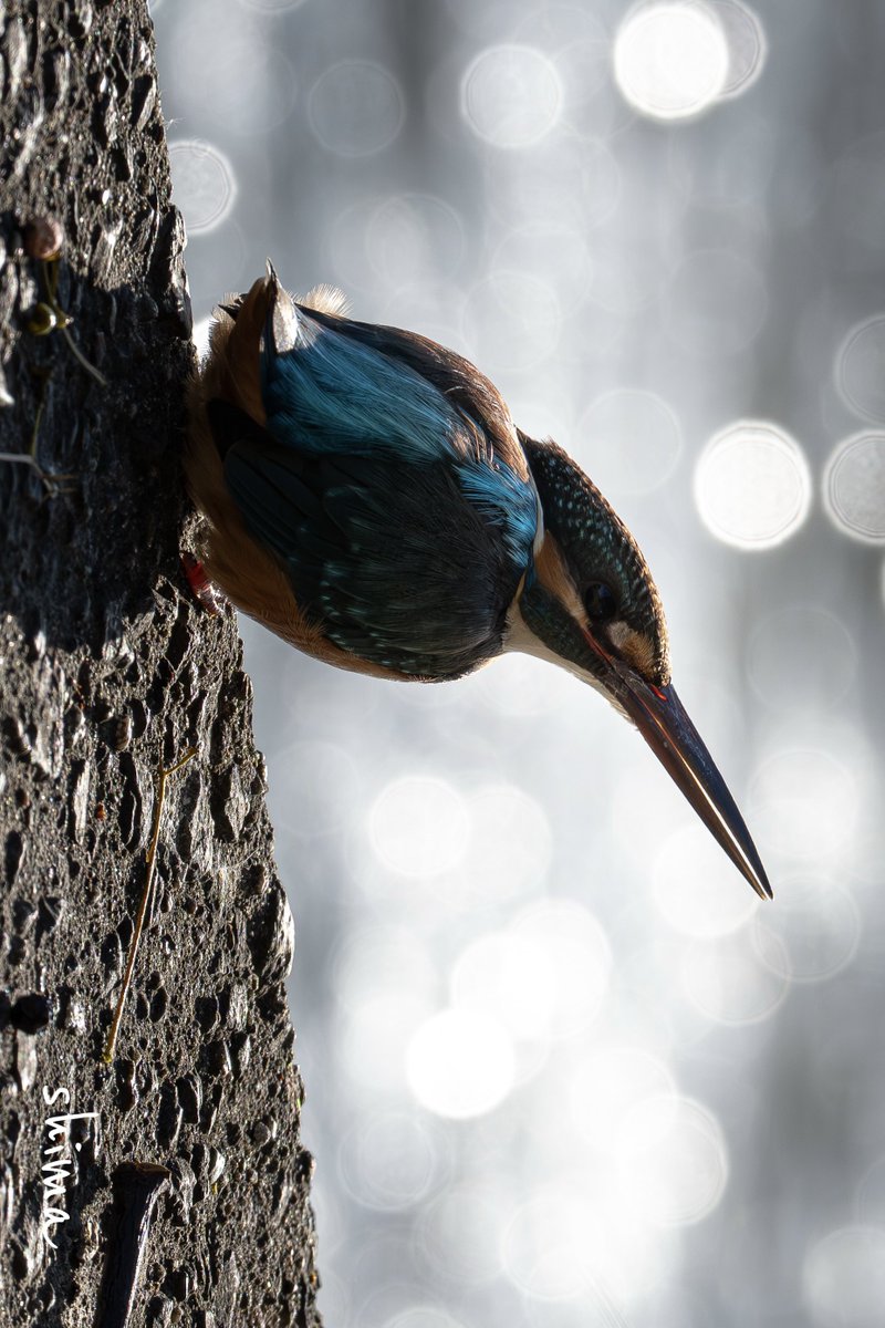 ちゃんカワ キラキラカワちゃん かわいい💕 #SONY #α1II #SEL600F4GM #カワセミ