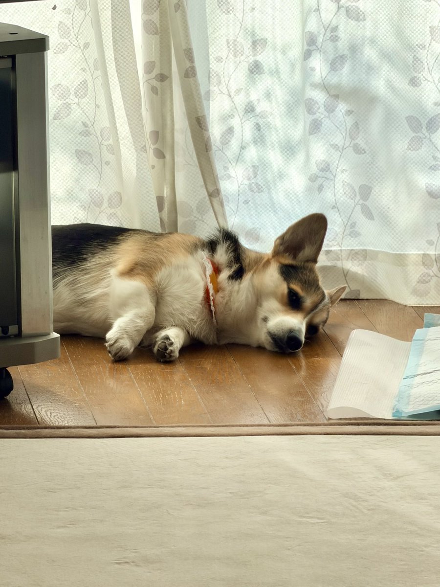 黒コーギーのロボさん (@juntan911rsr) / Posts / X