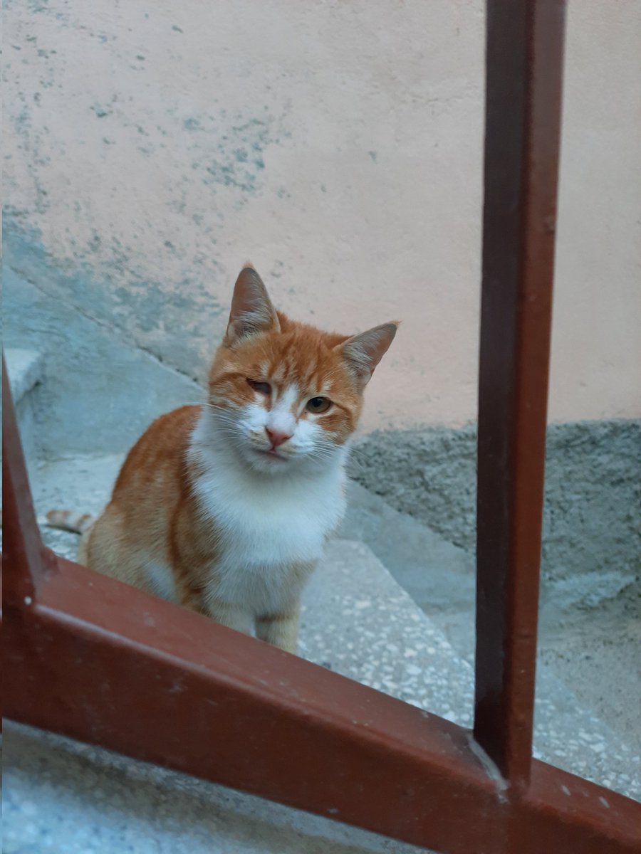 Çok çaresiz ve umutsuz hissediyorum, bu çocuğu kimse sormuyor 🥺 eve alamam, bahçeye geri salamam, ne yapacağımı bilmiyorum. Engelli ve çok korkak ama alıştığında kendini sevdiriyor. 
Bugün kaderi değişse, yuvasını ailesini bulsak birlikte🧿🌸🍀
Lütfen paylaşır mısınız?🙏