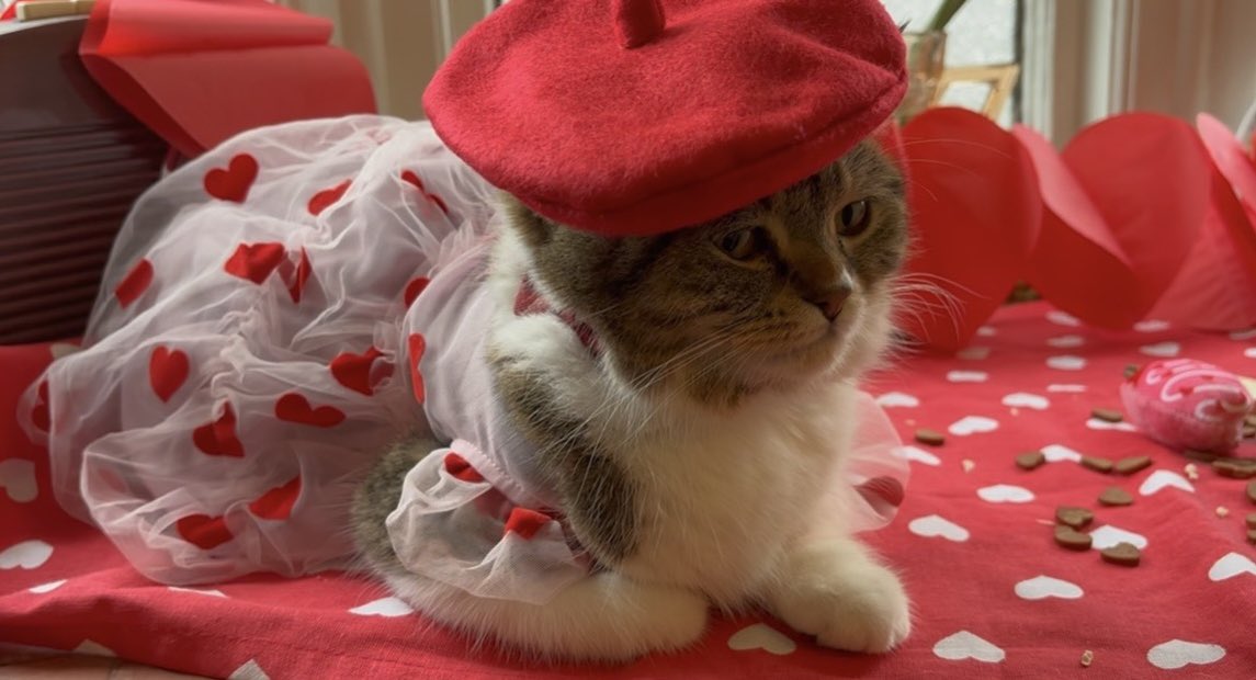 BintyMustard's tweet photo. Just saw a post of a cat in a cap…so here’s Elsie last week whilst we were having a valentines model shoot 😂😂💕 #cats #catinahat https://t.co/IMLJdTiBfE