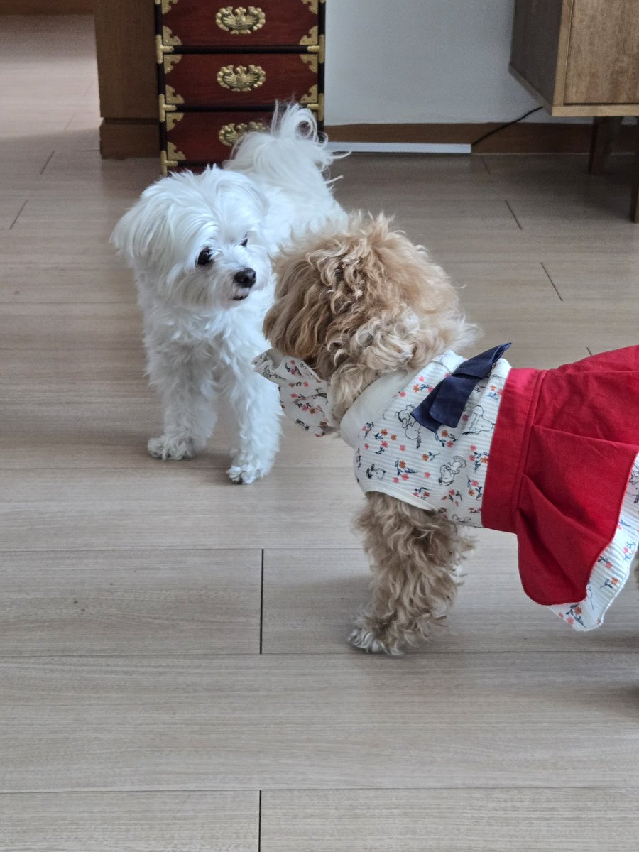 [260217] weverse dm 🦊💬

🦊 utter chaos;;
🦊 that’s titi next to peanut 
🦊 it’s my uncle, aunt and cousin’s puppy
🦊 they’re both barking and it’s so cute hahaha