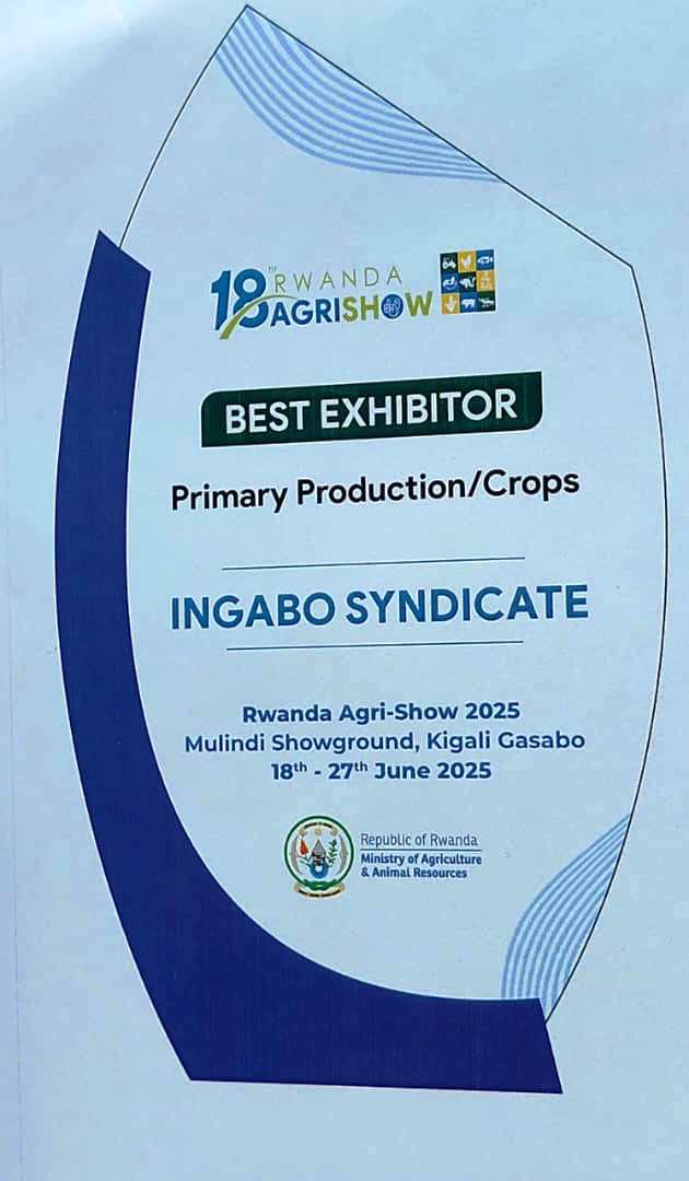 INGABO Syndicate tweet media