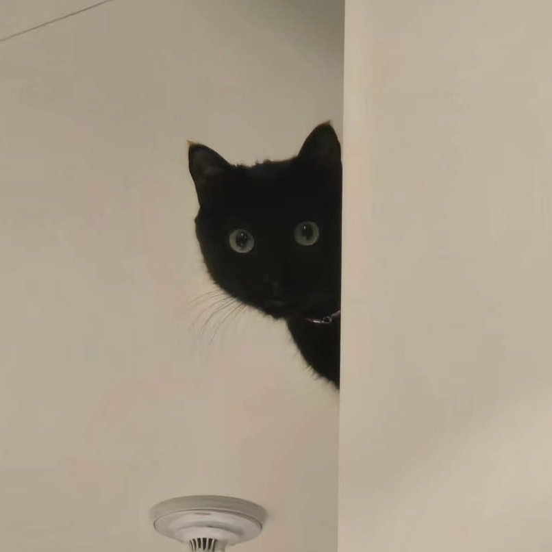 botmeowgi's tweet photo. like father                              like son https://t.co/xP3BKbep9l