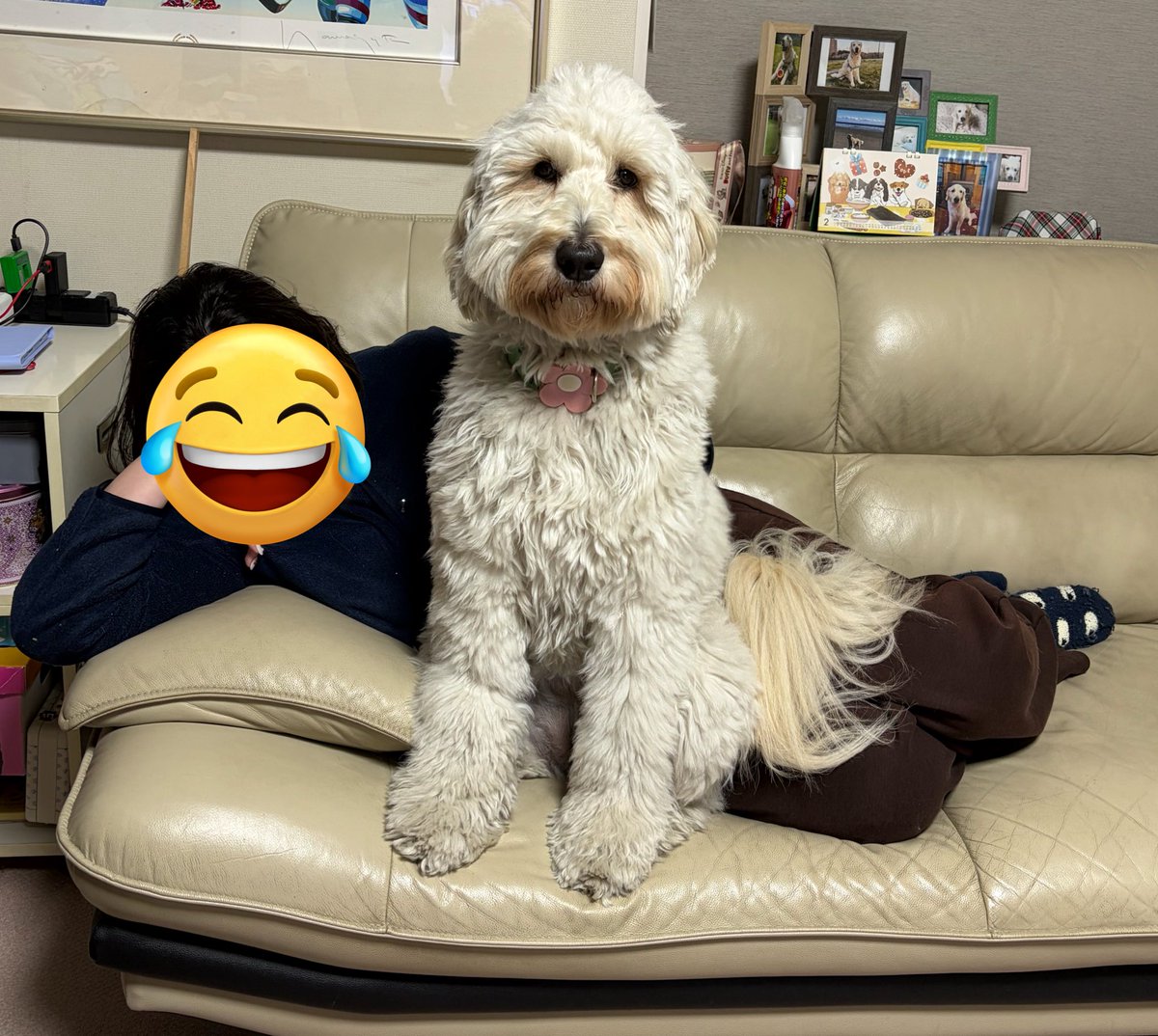 我が家のﾑｰﾆｮｽが伸びに伸びて嬉しいので普段の図々しーヌを投下‼️‼️‼️ヒトを尻に敷くな😡(喜)