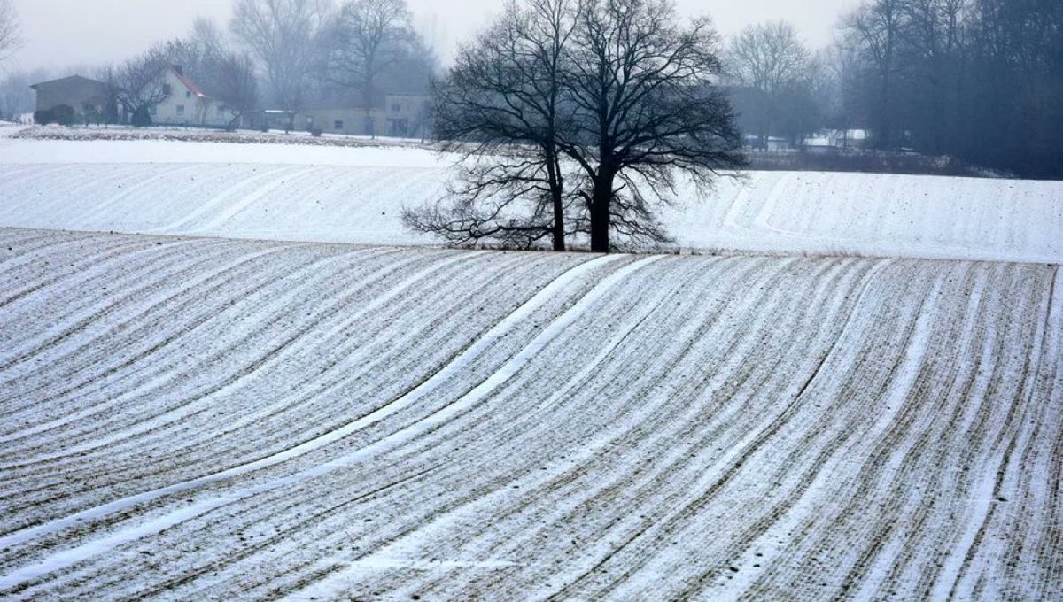 En Allemagne, moins d'exploitations agricoles, mais de plus en plus grandes.
L'Allemagne est le deuxième producteur agricole de l'Union européenne, derrière la France. 
Le secteur emploie 877 000 personnes.
radiofrance.fr/franceculture/…