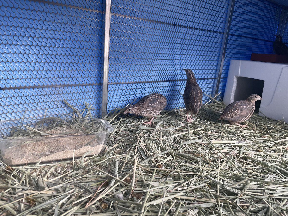 おーちゃん tweet media