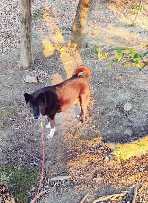 梅の花すき、影すき、犬いちばんすき
