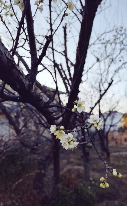 梅の花すき、影すき、犬いちばんすき