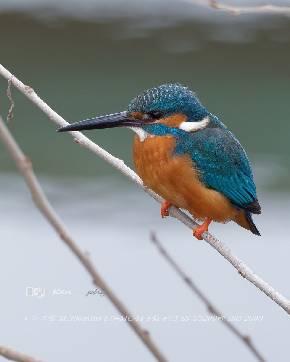 OJu_Ju's tweet photo. キミはかわいいね・・（＾ω＾）
#birdphotography | #olympuscamera https://t.co/SwM38oZIhi